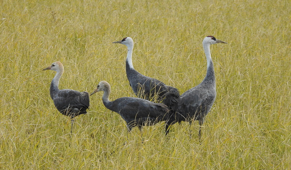 A Hooded Crane family with two brown-necked chicks © Mark Brazil